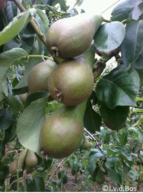 Peren Peren