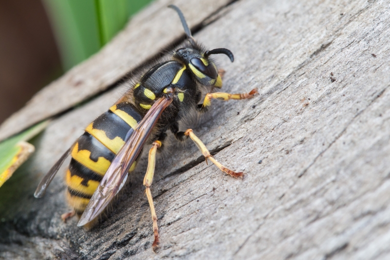 Insect Insect